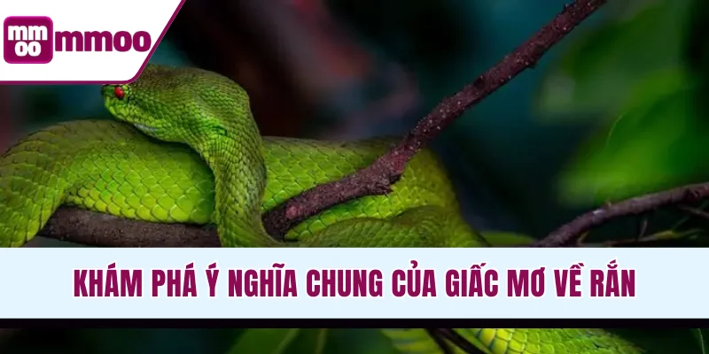 Khám phá ý nghĩa chung của giấc mơ về rắn
